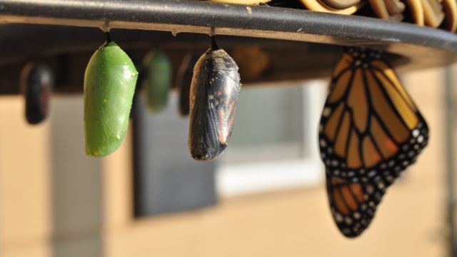 Butterfly evolution from Cocoon to fully formed