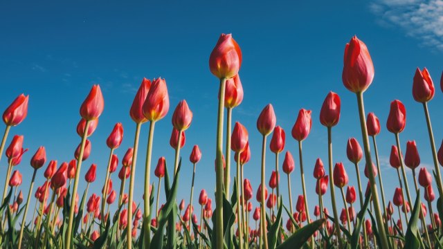 pink tulips shooting up from the ground spring words