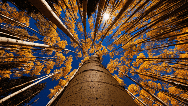 Fall words represented by tall trees with orange leaves taken from below.