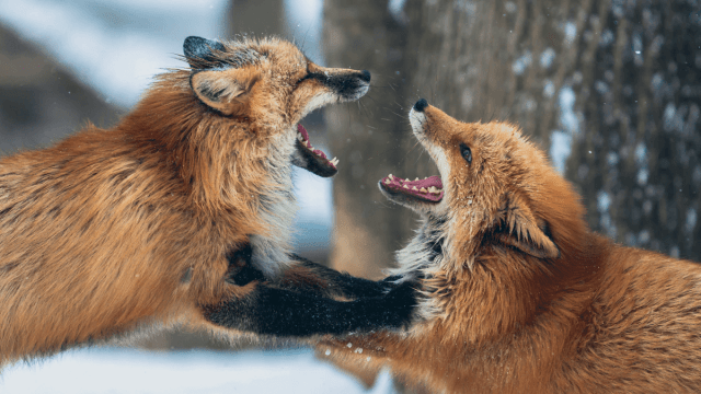 Two foxes fighting