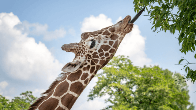 A giraffe stretching out its tongue to represent the longest word in the world