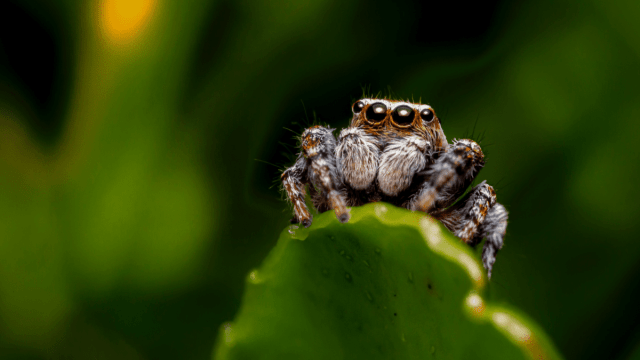 closeup of cute spider perched on a leaf weird superstitions